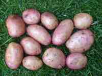 duke of york potatoes, pink variant, grown in container